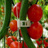 Клипси за домати и краставици, 22-25мм